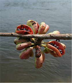 Xylopia aromatica-Rio Ventuari-Venezuela.jpg
