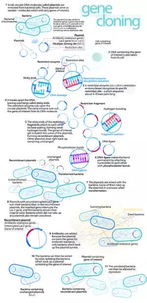 Gene cloning.svg