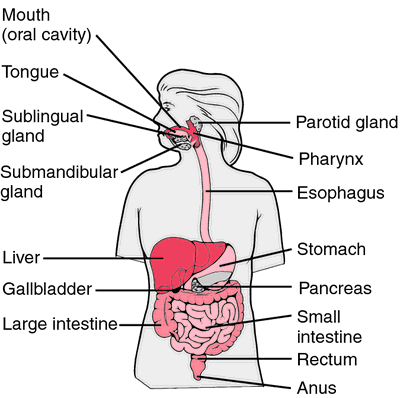 Alimentary Tract Dysfunction Definition Of Alimentary Tract Dysfunction By Medical Dictionary