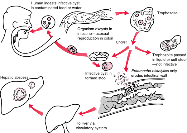 Жизненный цикл entamoeba histolytica схема