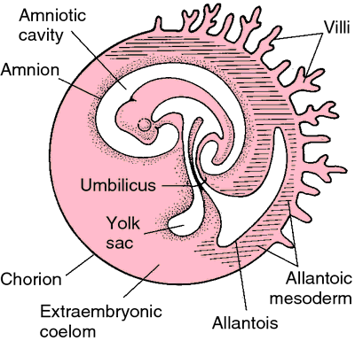 Amnion | definition of amnion by Medical dictionary