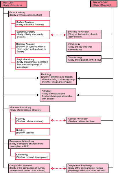 Microscopic anatomy  definition of microscopic anatomy by Medical  dictionary