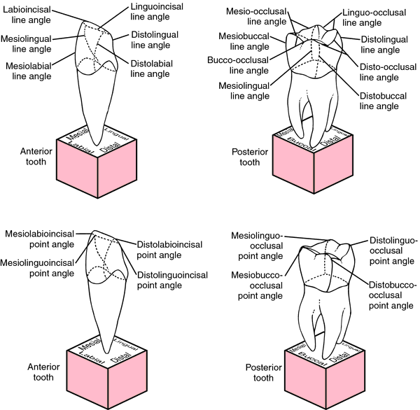 Obtuse angle  definition of obtuse angle by Medical dictionary