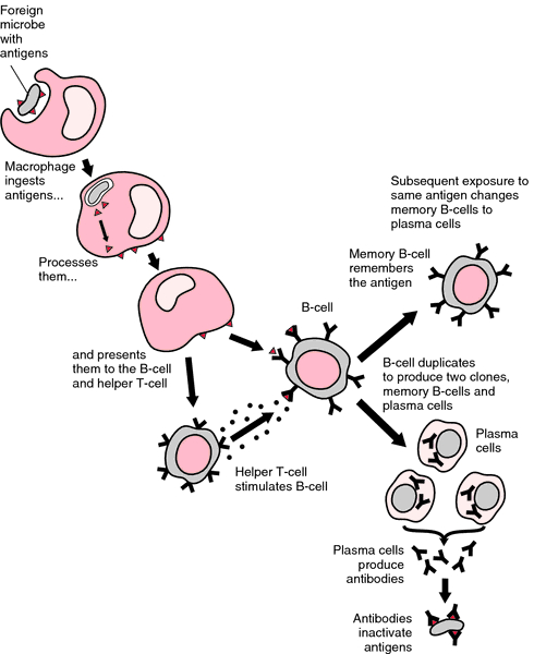 ESR  definition of ESR by Medical dictionary