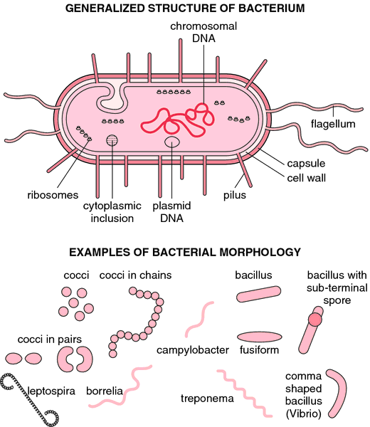 streptococcal pharyngitis bacteria shape