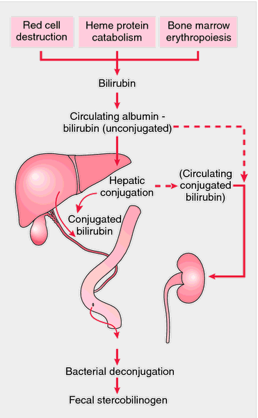 Bilirubin Metabolism Flow Chart