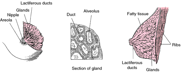 Breast reduction (mammoplasty) - Series—Indications: MedlinePlus Medical  Encyclopedia