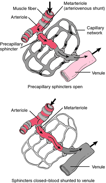 fenestration of blood vessels