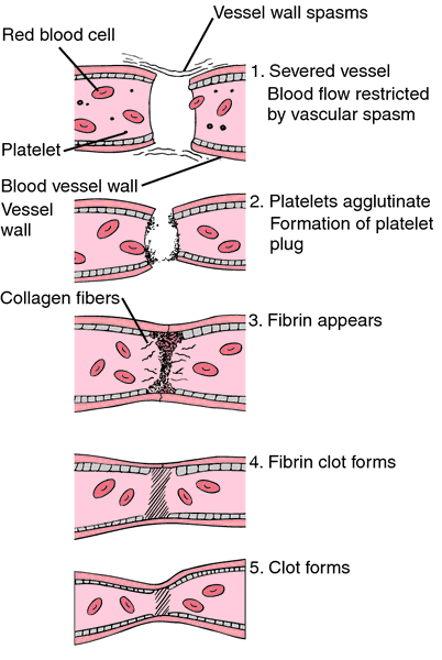 Clotting  definition of clotting by Medical dictionary