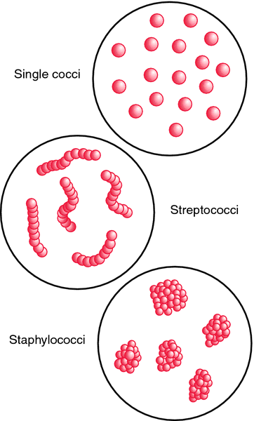 coccus definition of coccus by Medical dictionary