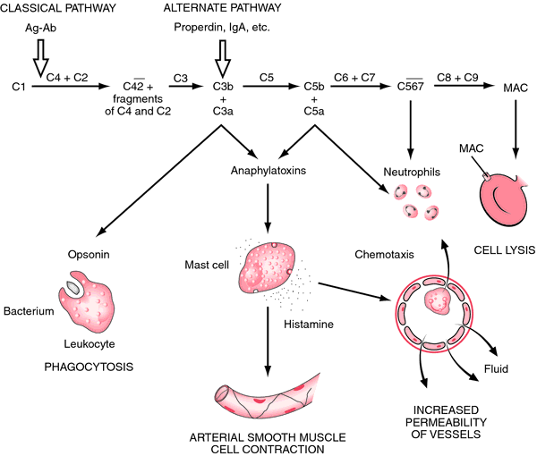 Complement | definition of complement by Medical dictionary