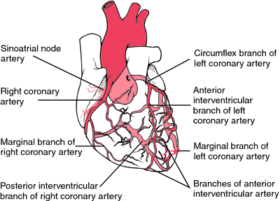 anterior interventricular artery