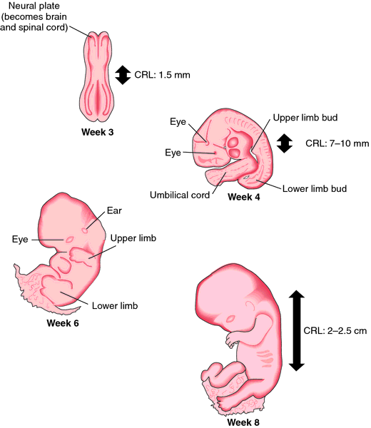 Embryo Definition Of Embryo By Medical Dictionary