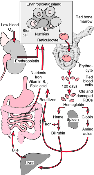 Erythrocyte Sedimentation Rate Definition Of Erythrocyte Sedimentation Rate By Medical Dictionary