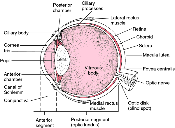 ensom nedsænket silke Oculus | definition of oculus by Medical dictionary