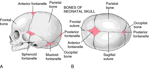Cranial fontanelles | definition of cranial fontanelles by Medical  dictionary