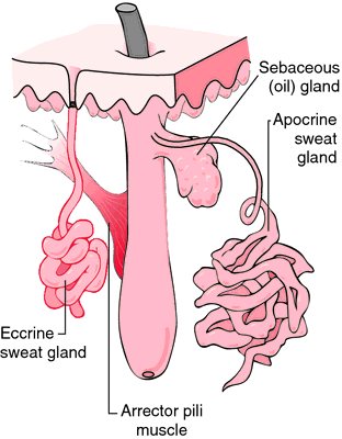 Apocrine gland  definition of apocrine gland by Medical dictionary