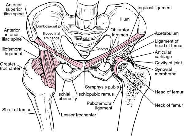 Hip girdle  definition of Hip girdle by Medical dictionary