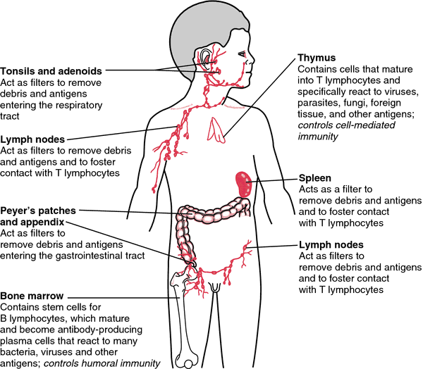 Immune system - Wikipedia