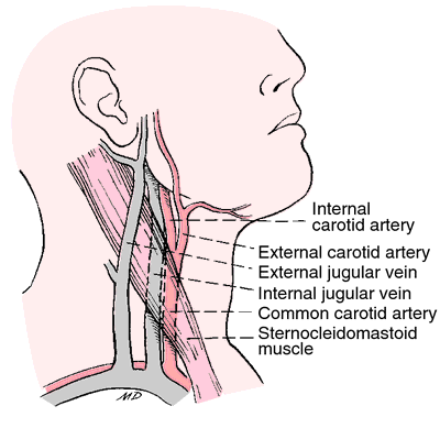 carotid versus jugular venous distention