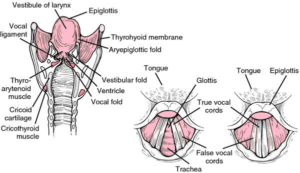 Larynx | definition of larynx by Medical dictionary vocal folds diagram 