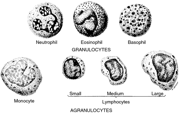 basophil metachromatic stain