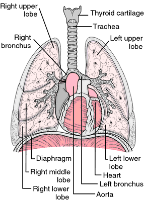 Diploic veins - Wikipedia