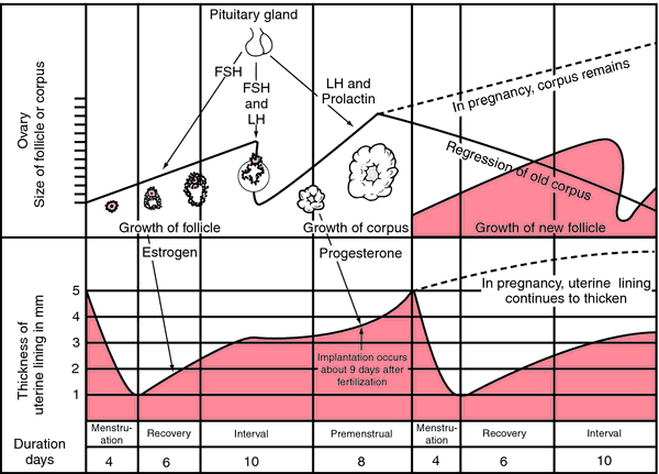 Menstrual  definition of menstrual by Medical dictionary