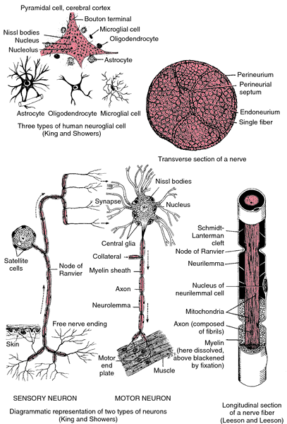 Nerve endings raw Foods and