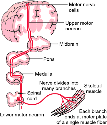 Motor nerve cell | definition of Motor nerve cell by Medical dictionary