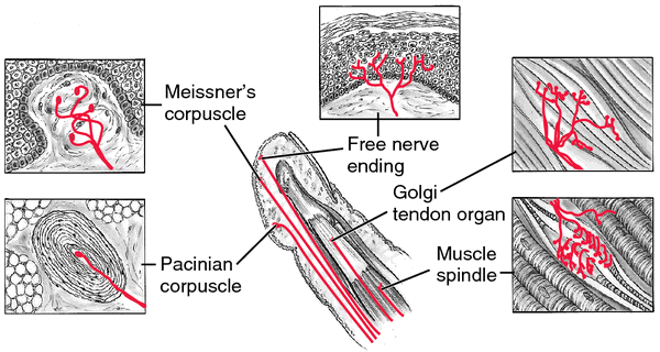 Stretch receptor  definition of stretch receptor by Medical dictionary