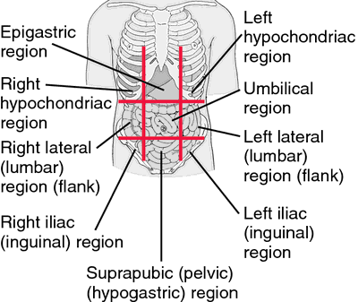 Flank definition of flank by Medical dictionary