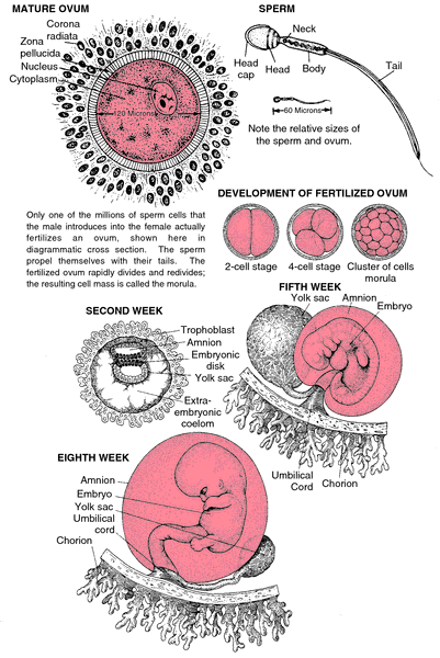 Reproduction Meaning