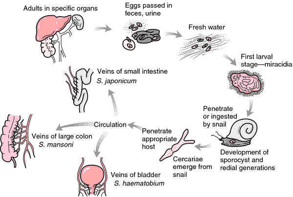 Schistosoma japonicum által okozott schistosomiasis