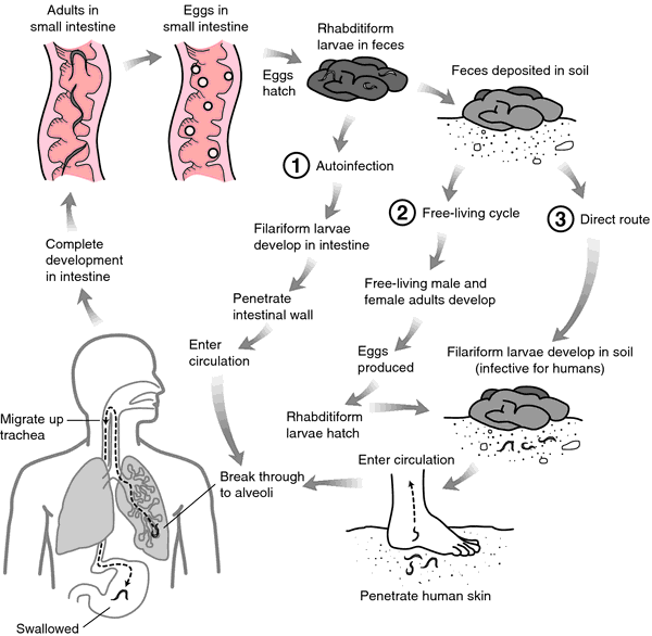 strongyloides stercoralis life cycle