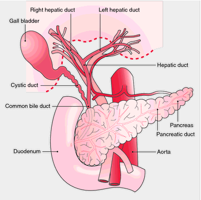 Digestive Systems Definition Of Digestive Systems By Medical Dictionary