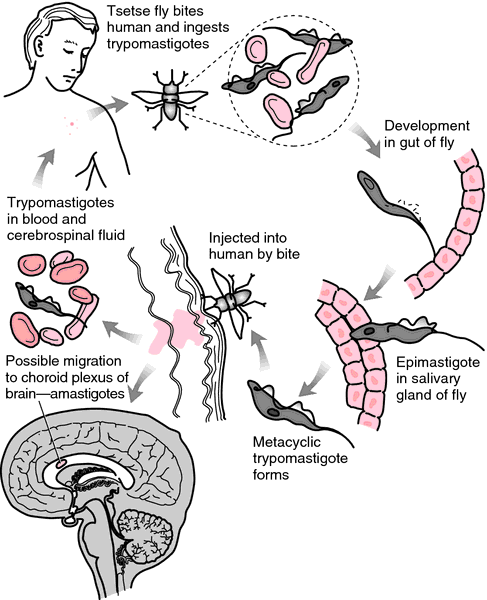 trypanosome life cycle