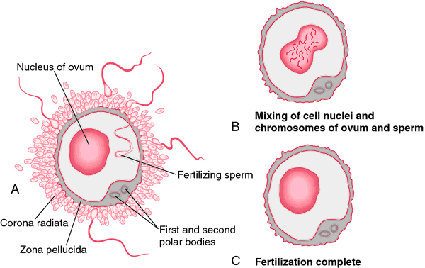 fertilized egg by Medical dictionary