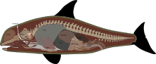 Orca internal anatomy.svg