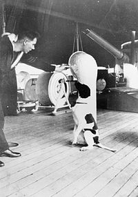 A dog sitting on the deck of a ship, being spoken to by a man in a military uniform