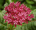 Purple Milkweed Asclepias purpurascens Head.jpg