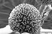 Aspergillus niger SEM.jpg