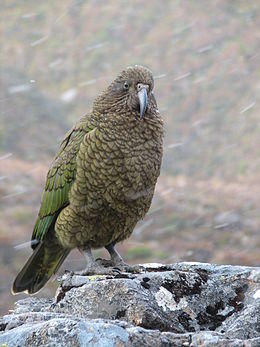 Kea on rock while snowing.jpg