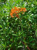 Asclepias lanceolata plant.jpg