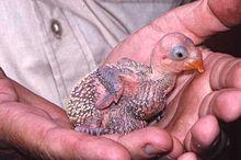 Photo of a pink parrot chick held by a human