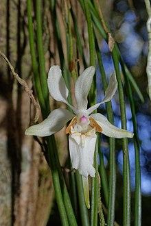 Holcoglossum quasipinifolium flower.jpg