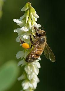 Apis mellifera - Melilotus albus - Keila.jpg