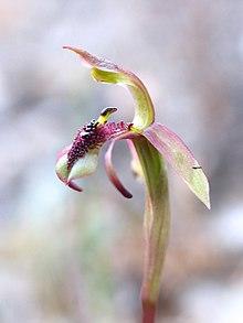 Chiloglottis reflexa.jpg
