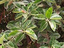 Ficus elastica leaves 02.JPG