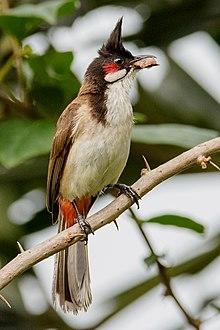Red-whiskered bulbul by Creepanta 11.jpg